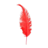 Struisveer Spadona Oranjerood 50-60cm -Jan Monnikendam Verkoop wconn 402278