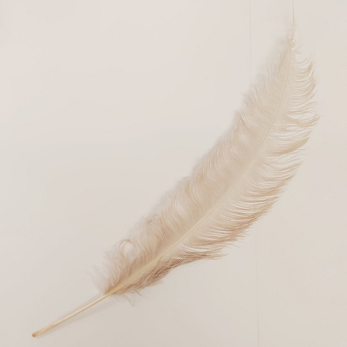 Struisveer Spadona Donker Amandel 50-60cm 3 Struisveer Spadona Donker Amandel 50-60cm